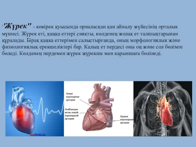 ''Жүрек'' - көкірек қуысында орналасқан қан айналу жүйесінің орталык мүшесі. Жүрек еті, қаңқа