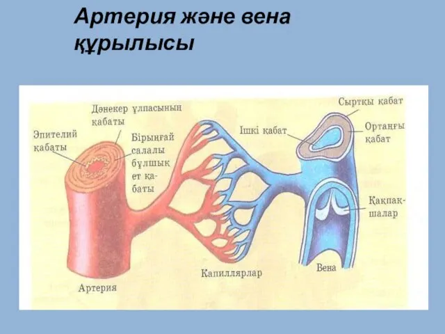 Артерия және вена құрылысы