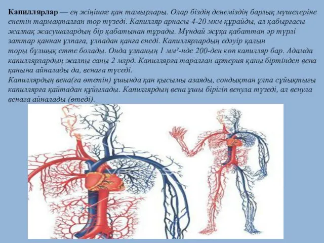 Капиллярлар — ең жіңішке қан тамырлары. Олар біздің денеміздің барлық мүшелеріне енетін тармақталған