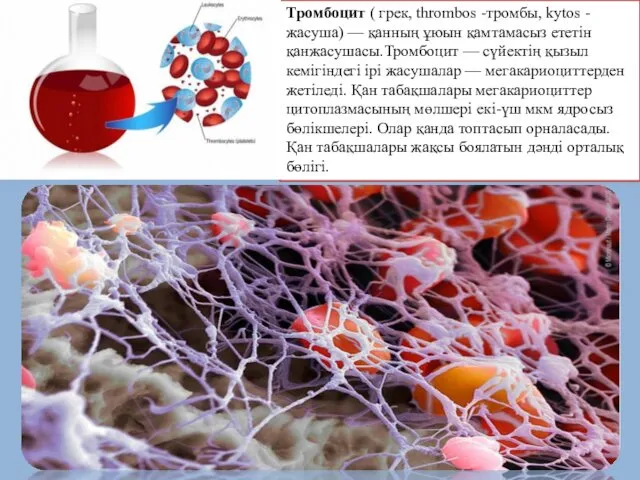 Тромбоцит ( грек, thrombos -тромбы, kytos - жасуша) — қанның ұюын қамтамасыз ететін
