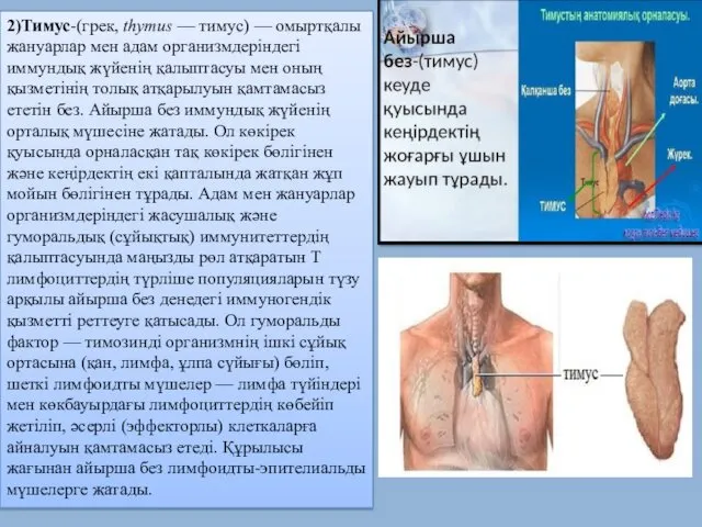 2)Тимус-(грек, thymus — тимус) — омыртқалы жануарлар мен адам организмдеріндегі иммундық жүйенің қалыптасуы