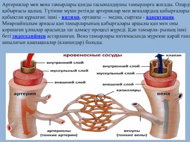Артериялар мен вена тамырлары қанды тасымалдаушы тамырларға жатады. Олардың қабырғасы