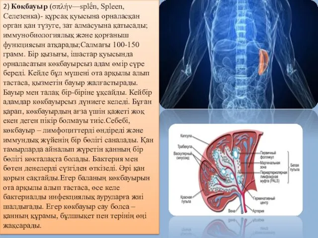 2) Көкбауыр (σπλήν—splḗn, Spleen, Селезенка)- құрсақ қуысына орналасқан орган қан