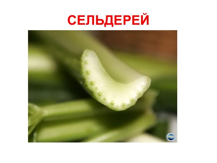 СЕЛЬДЕРЕЙ