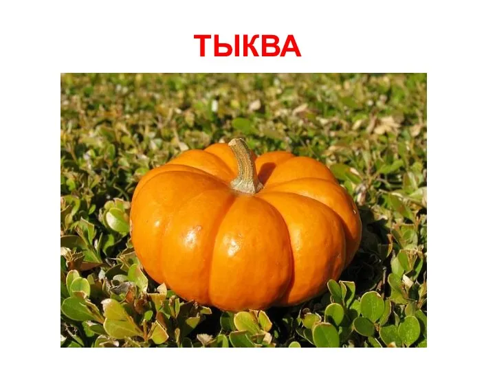 ТЫКВА