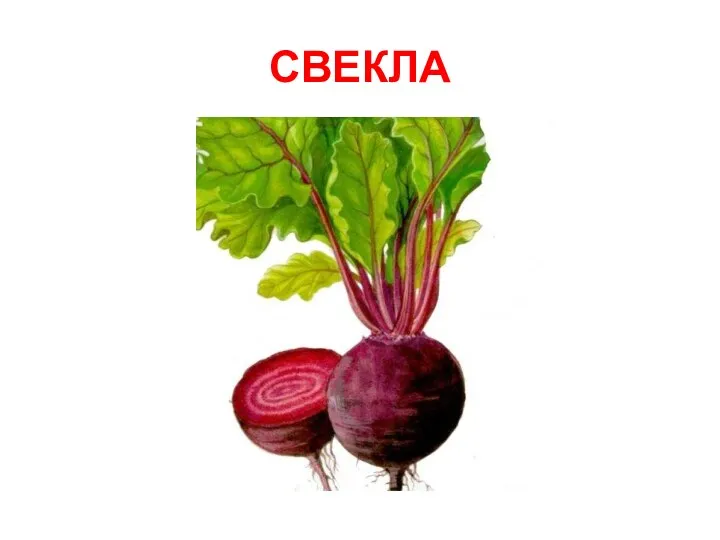 СВЕКЛА