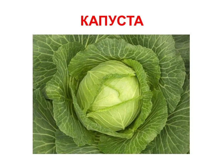 КАПУСТА