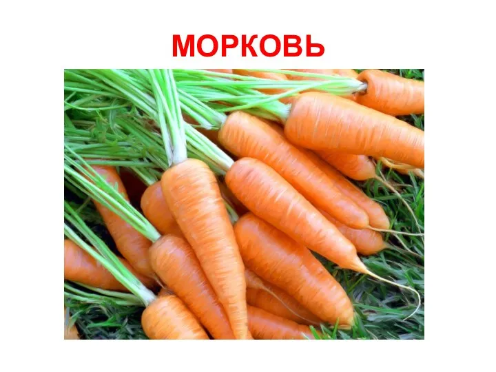 МОРКОВЬ