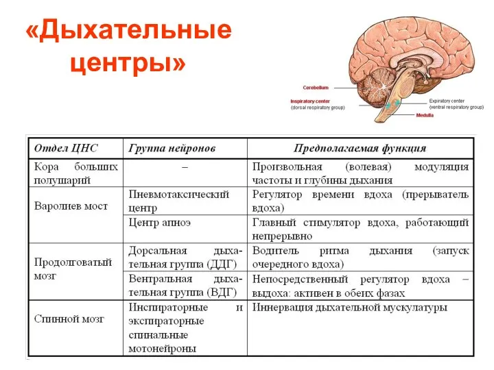 «Дыхательные центры»