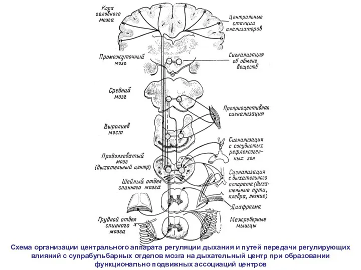 Схема организации центрального аппарата регуляции дыхания и путей передачи регулирующих влияний с супрабульбарных