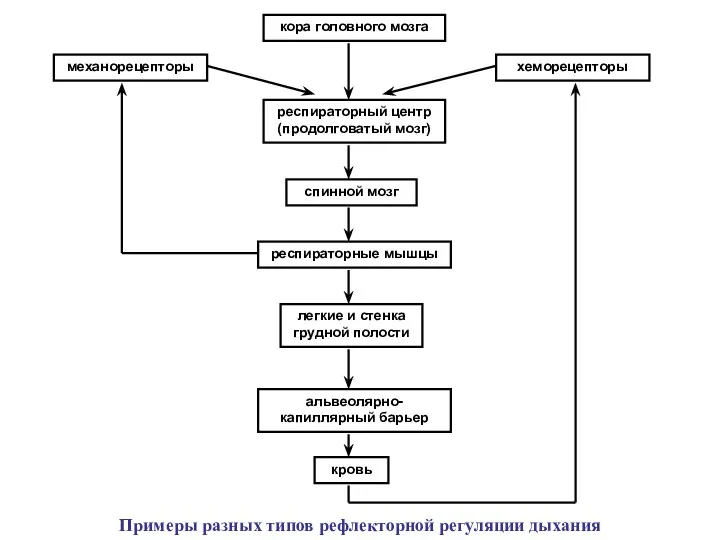 кора головного мозга респираторный центр (продолговатый мозг) спинной мозг респираторные мышцы легкие и