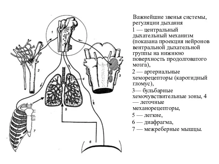 Важнейшие звенья системы, регуляции дыхания 1 — центральный дыхательный механизм (показана проекция нейронов