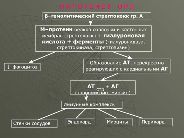 П А Т О Г Е Н Е З О Р Л β–гемолитический