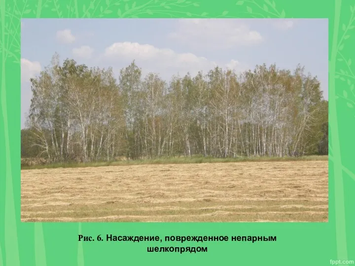 Рис. 6. Насаждение, поврежденное непарным шелкопрядом