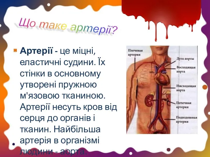 Артерії - це міцні, еластичні судини. Їх стінки в основному