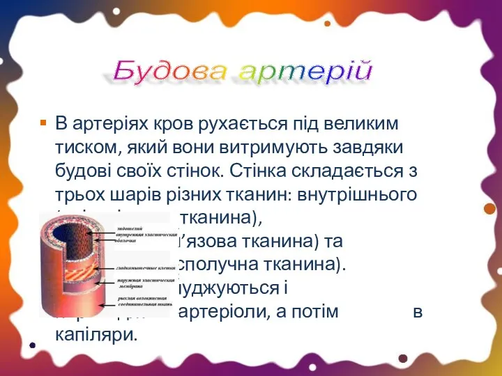 В артеріях кров рухається під великим тиском, який вони витримують