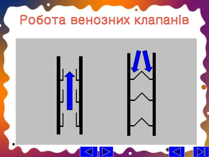 Робота венозних клапанів