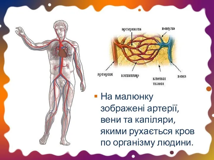 На малюнку зображені артерії, вени та капіляри, якими рухається кров по організму людини.