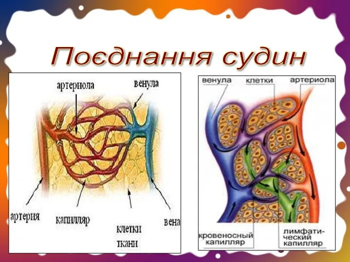 Поєднання судин