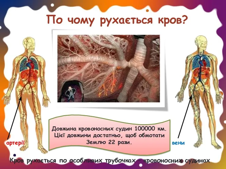 Кров рухається по особливих трубочках – кровоносних судинах артерії вени