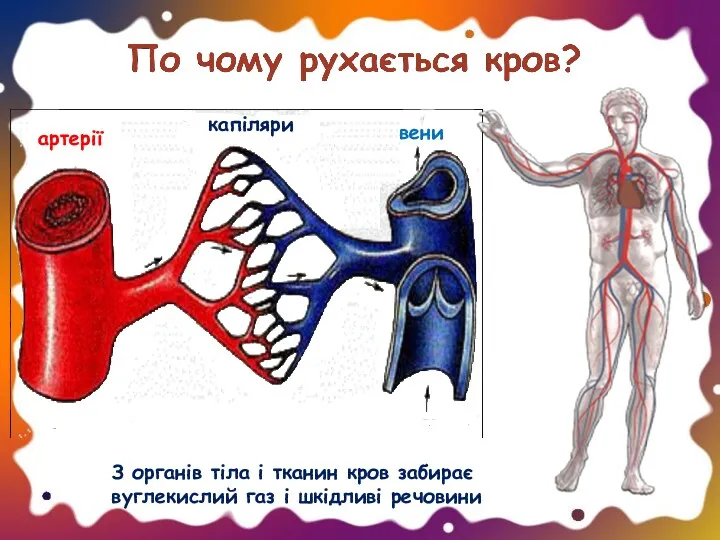 артерії капіляри вени З органів тіла і тканин кров забирає вуглекислий газ і шкідливі речовини