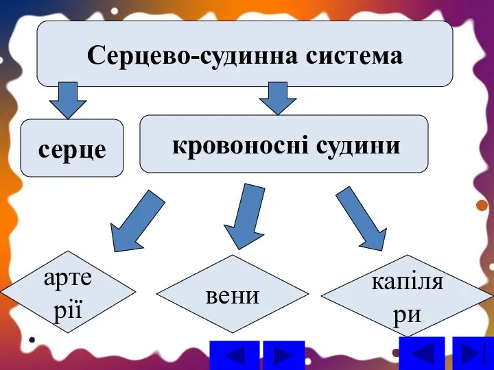 серце кровоносні судини Серцево-судинна система артерії вени капіляри