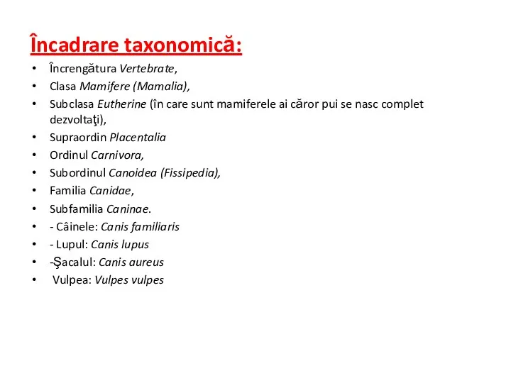 Încadrare taxonomică: Încrengătura Vertebrate, Clasa Mamifere (Mamalia), Subclasa Eutherine (în