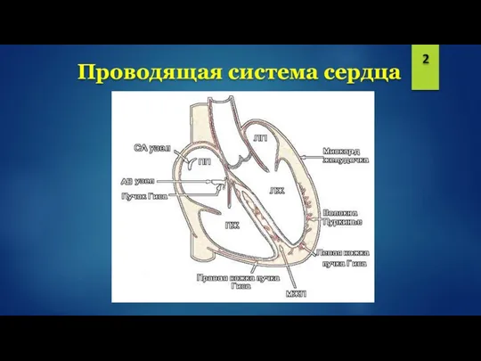 Проводящая система сердца 2