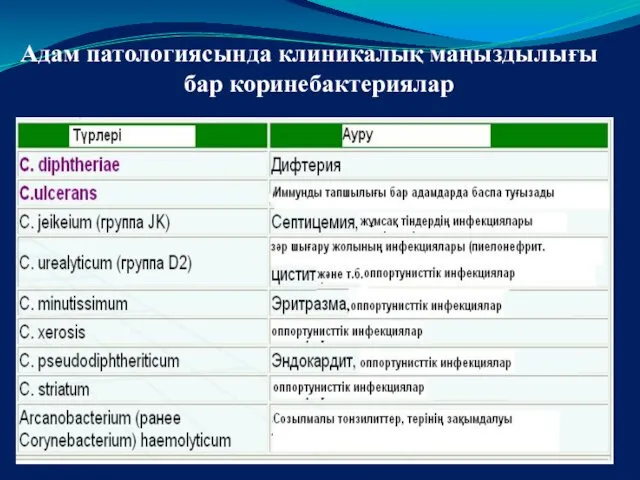 Адам патологиясында клиникалық маңыздылығы бар коринебактериялар