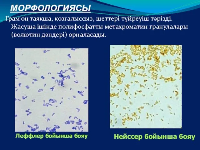 МОРФОЛОГИЯСЫ Грам оң таяқша, қозғалыссыз, шеттері түйреуіш тәрізді.Жасуша ішінде полифосфатты