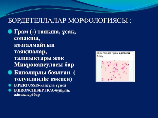 БОРДЕТЕЛЛАЛАР МОРФОЛОГИЯСЫ : Грам (-) таяқша, ұсақ, сопақша, қозғалмайтын таяқшалар, талшықтары жоқ Микрокапсуласы