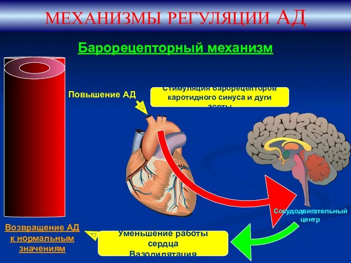 Барорецепторный механизм МЕХАНИЗМЫ РЕГУЛЯЦИИ АД Повышение АД Сосудодвигательный центр Возвращение