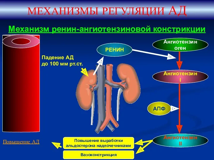 Механизм ренин-ангиотензиновой констрикции МЕХАНИЗМЫ РЕГУЛЯЦИИ АД Падение АД до 100