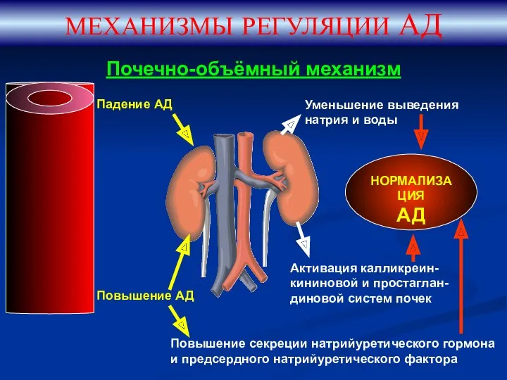 Почечно-объёмный механизм МЕХАНИЗМЫ РЕГУЛЯЦИИ АД Падение АД Уменьшение выведения натрия