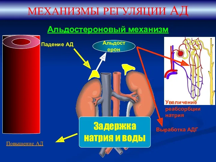 Альдостероновый механизм МЕХАНИЗМЫ РЕГУЛЯЦИИ АД Падение АД Альдостерон Увеличение реабсорбции