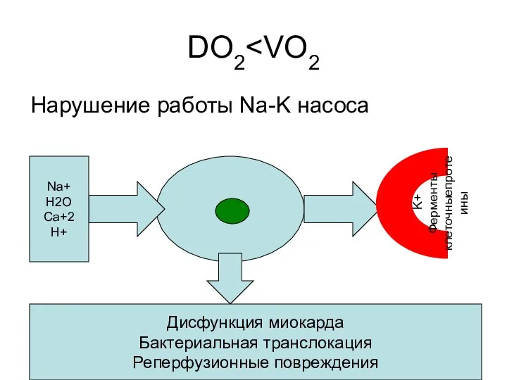 DO2 Нарушение работы Na-K насоса Na+ H2O Ca+2 Н+ K+ Ферменты клеточныепротеины Дисфункция
