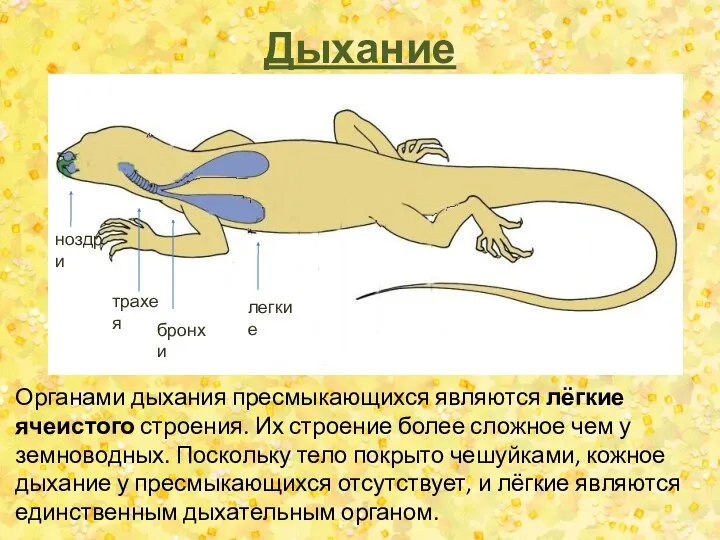 Дыхание трахея бронхи легкие ноздри Органами дыхания пресмыкающихся являются лёгкие