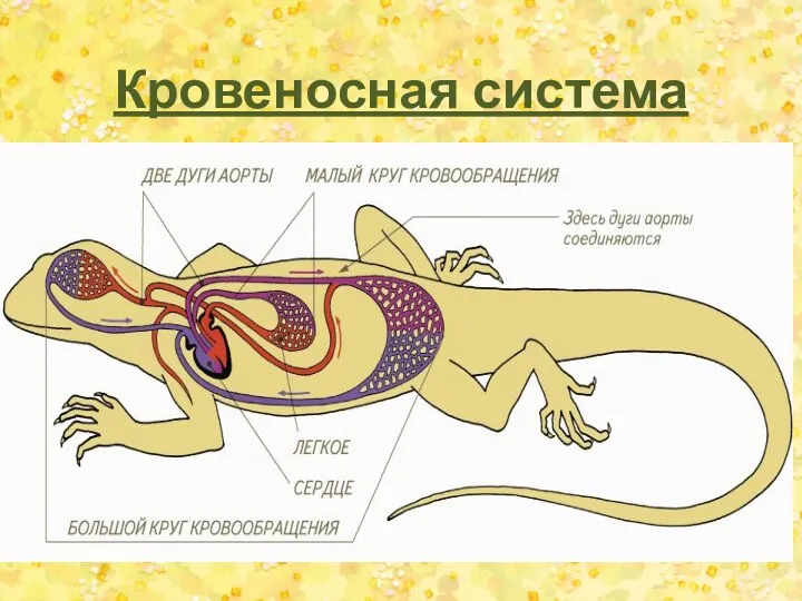 Кровеносная система