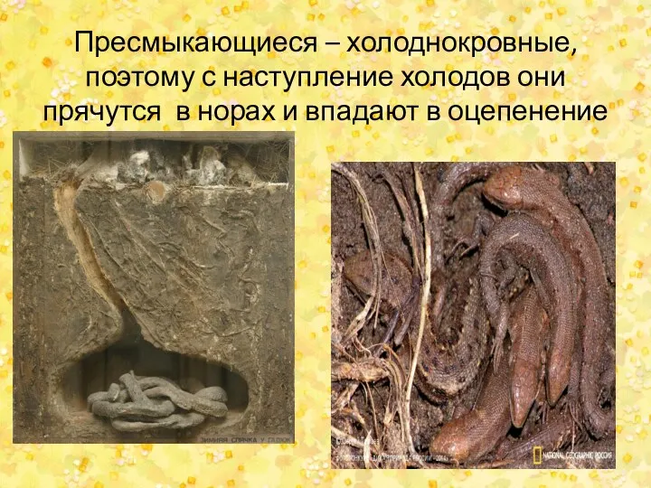 Пресмыкающиеся – холоднокровные, поэтому с наступление холодов они прячутся в норах и впадают в оцепенение