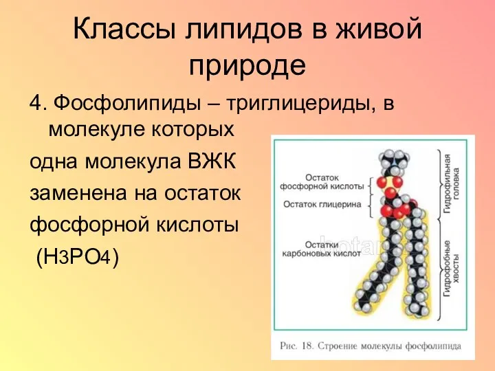 Классы липидов в живой природе 4. Фосфолипиды – триглицериды, в