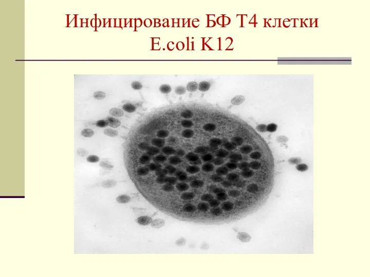 Инфицирование БФ Т4 клетки E.coli K12