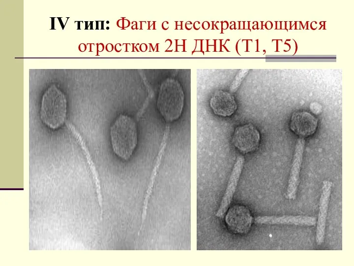IV тип: Фаги с несокращающимся отростком 2Н ДНК (Т1, Т5)