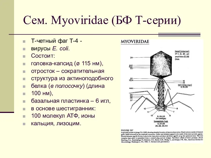 Сем. Myoviridae (БФ Т-серии) Т-четный фаг Т-4 - вирусы E. coli. Состоит: головка-капсид