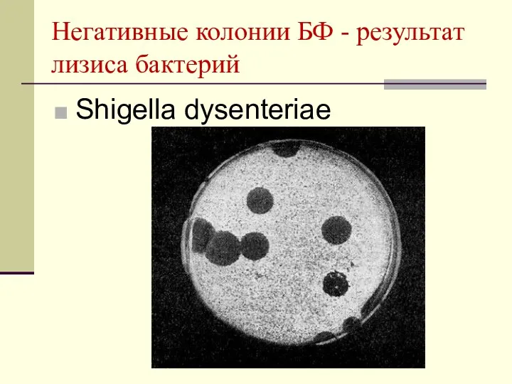 Негативные колонии БФ - результат лизиса бактерий Shigella dysenteriae