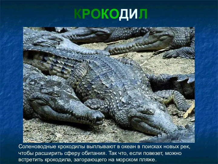 КРОКОДИЛ Соленоводные крокодилы выплывают в океан в поисках новых рек, чтобы расширить сферу