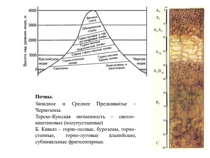 Почвы. Западное и Среднее Предкавказье – Черноземы. Терско-Кумская низменность –