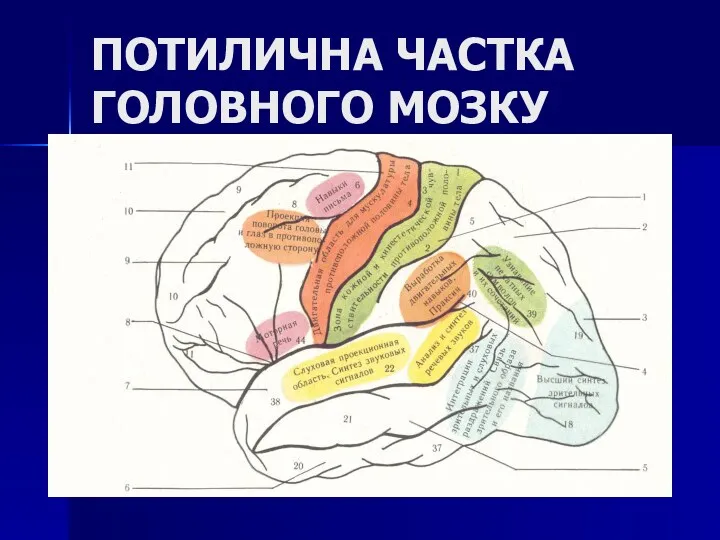 ПОТИЛИЧНА ЧАСТКА ГОЛОВНОГО МОЗКУ