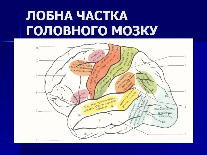 ЛОБНА ЧАСТКА ГОЛОВНОГО МОЗКУ