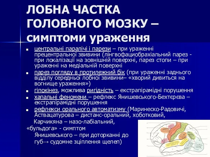 ЛОБНА ЧАСТКА ГОЛОВНОГО МОЗКУ – симптоми ураження центральні паралічі і