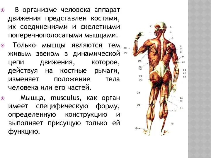 В организме человека аппарат движения представлен костями, их соединениями и